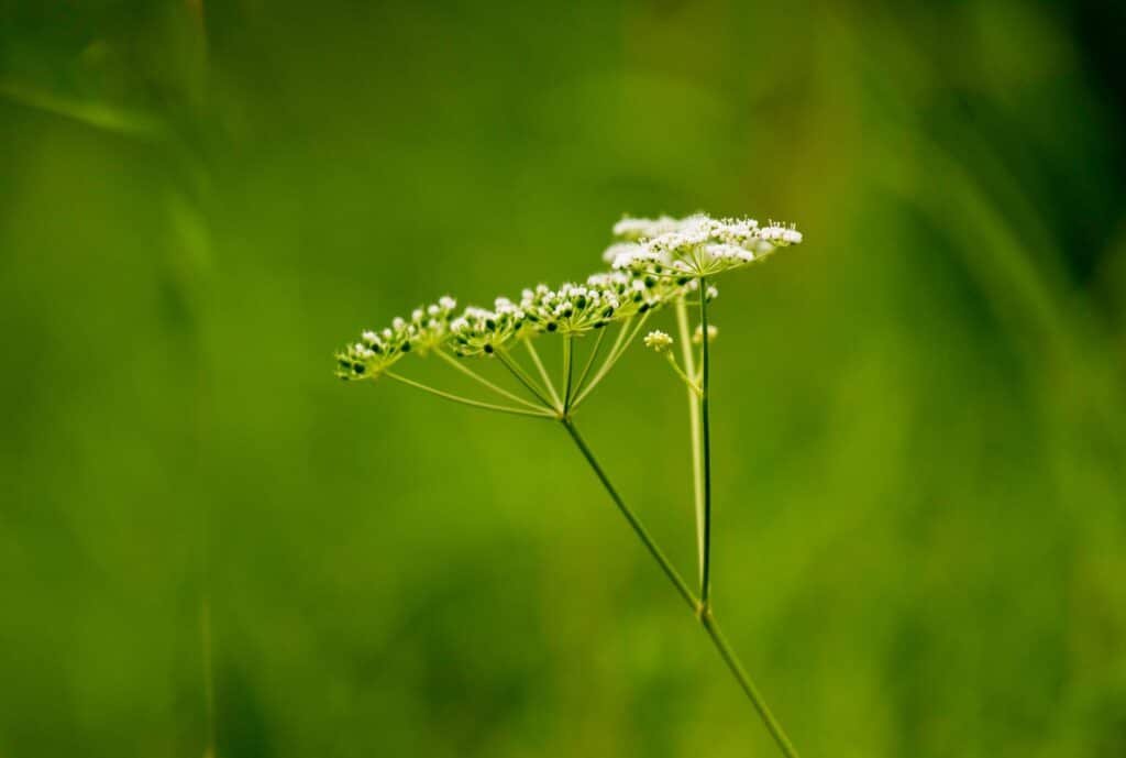 caraway companion plants