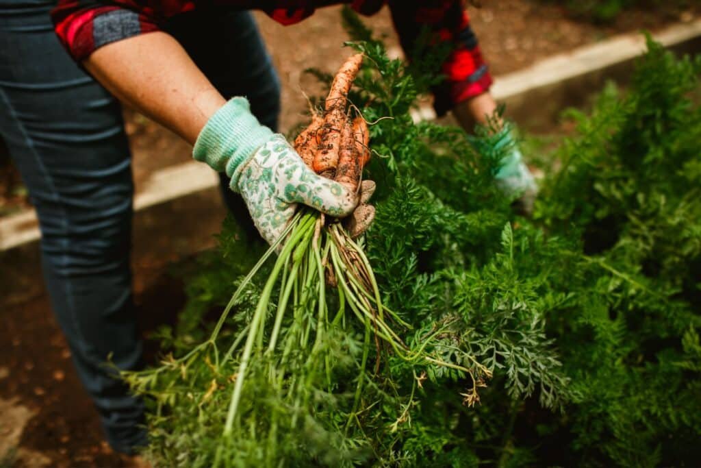 carrot companion plants