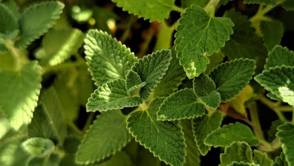 catnip companion plants