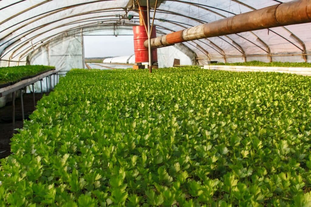 celery companion plants