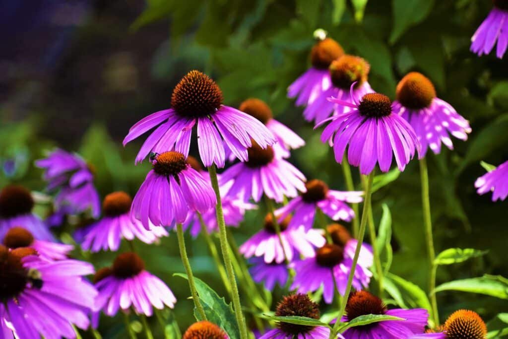coneflower companion plants