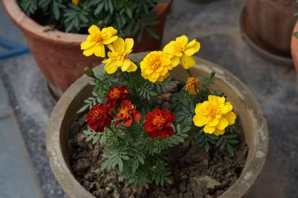 container gardening flowers combinations