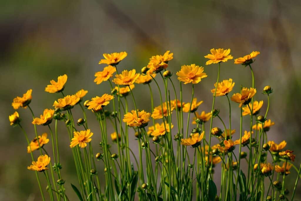 coreopsis companion plants