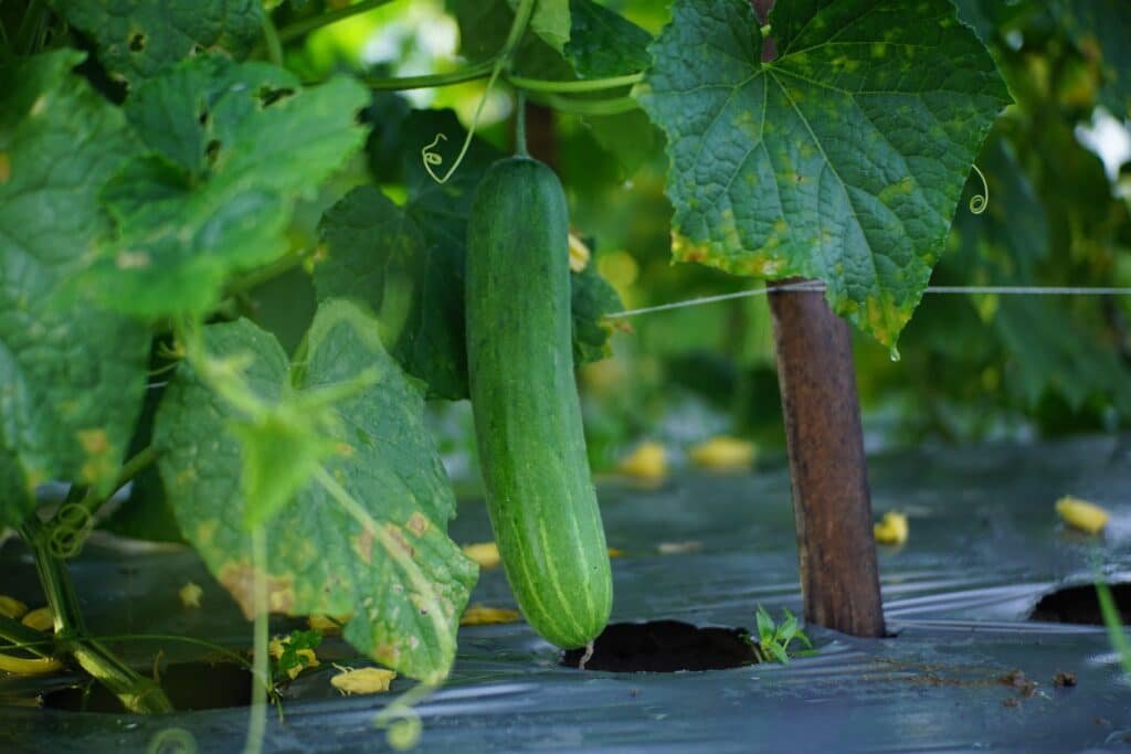 cucumber companion plants