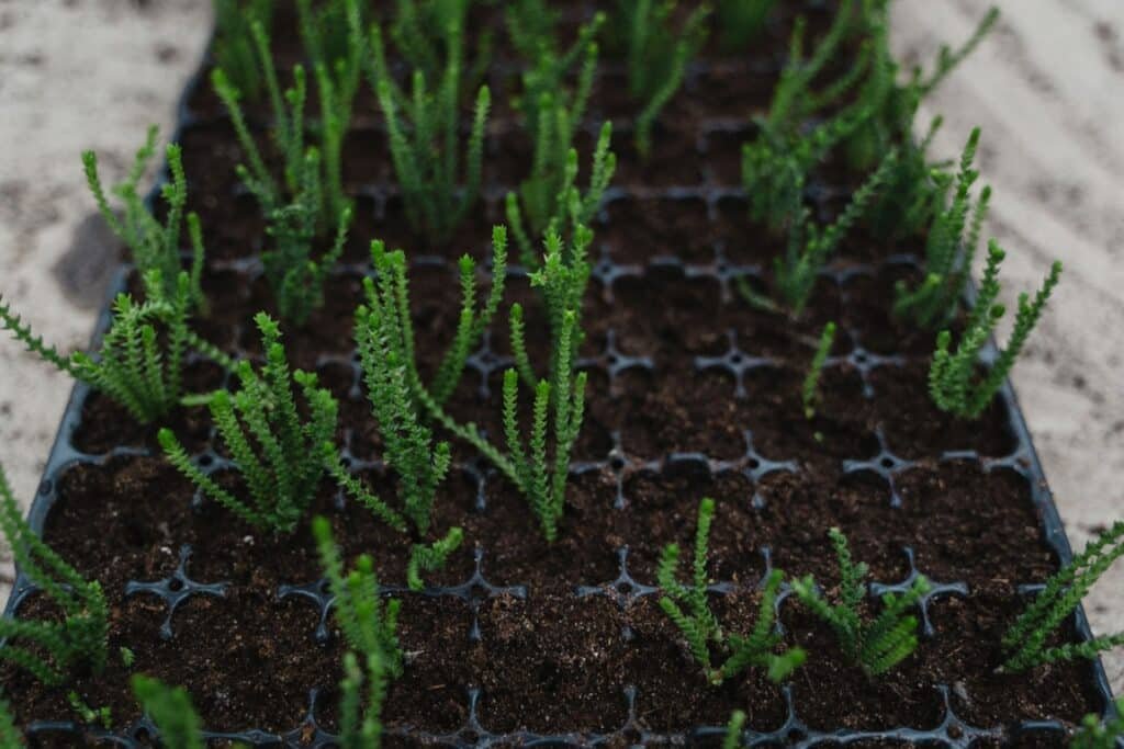 cumin seedlings