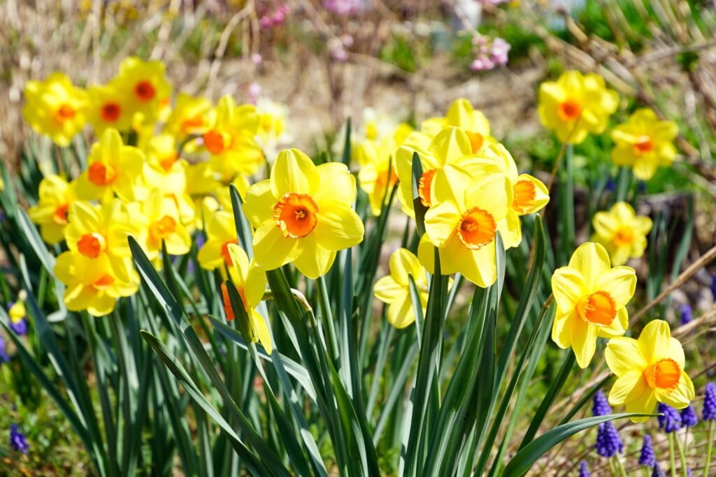 daffodil companion plants