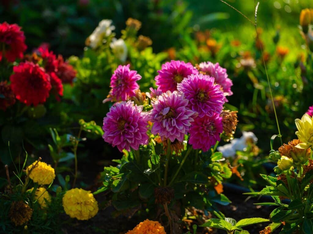 dahlia companion plants