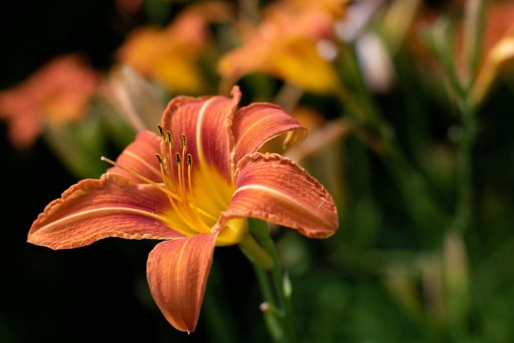 daylily companion plants