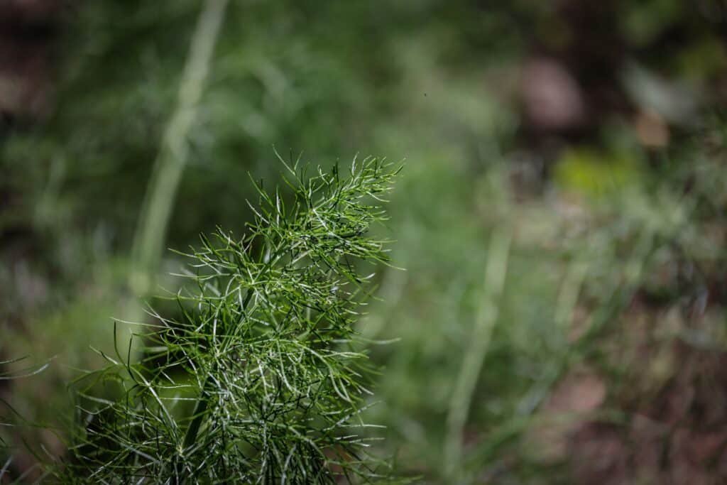 dill companion plants