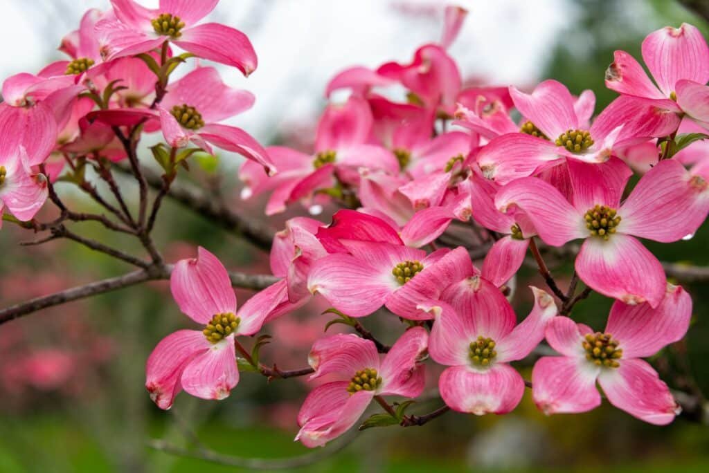 dogwood companion plants
