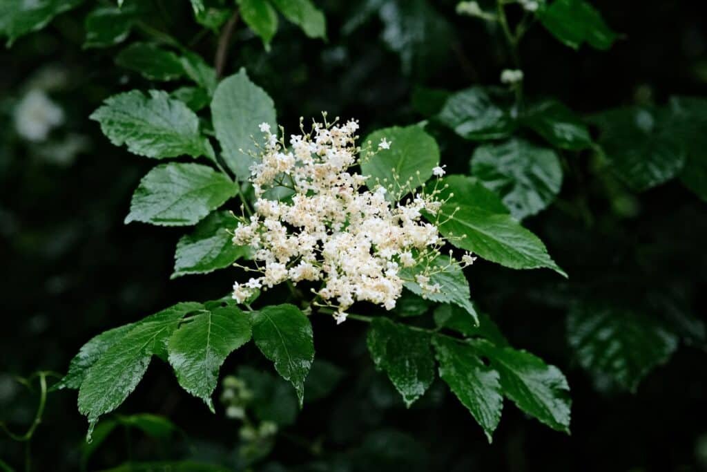 elderberry companion plants