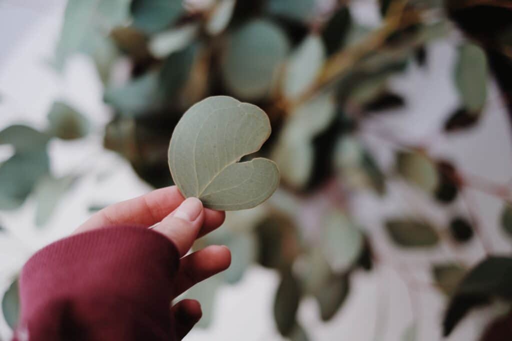 eucalyptus companion plants