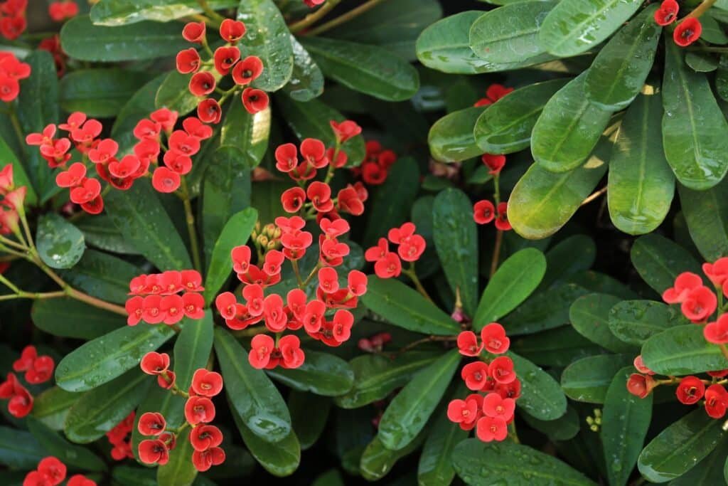 euphorbia companion plants