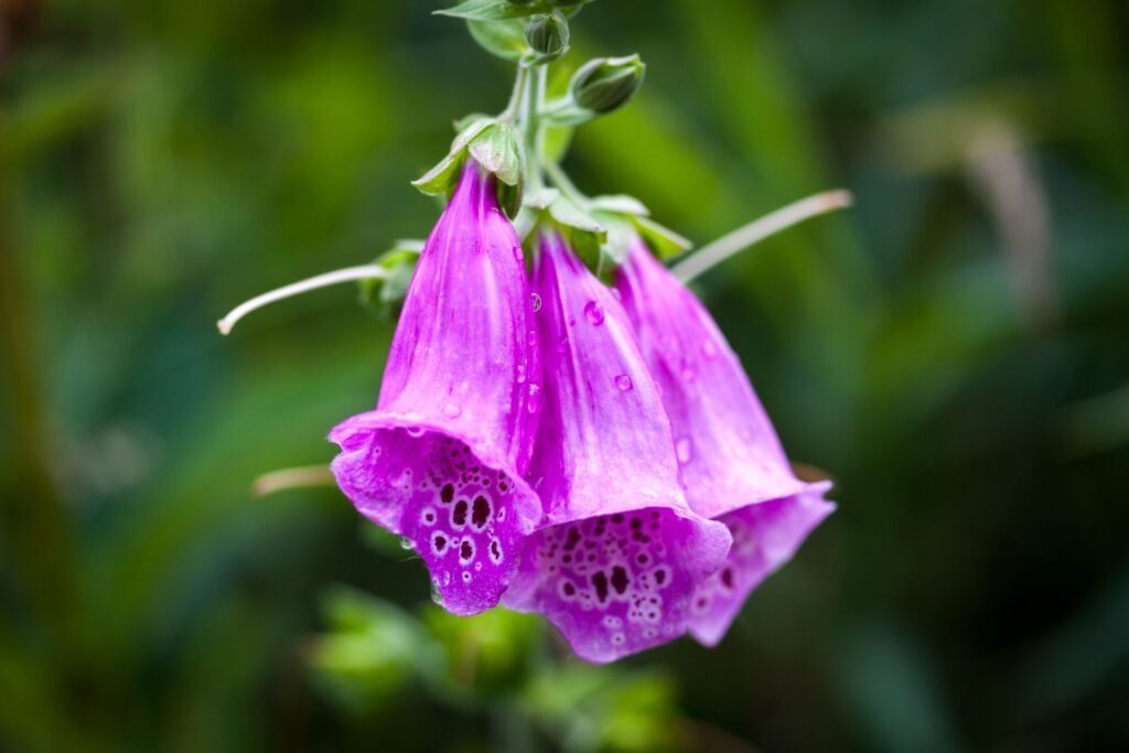 foxglove companion plants