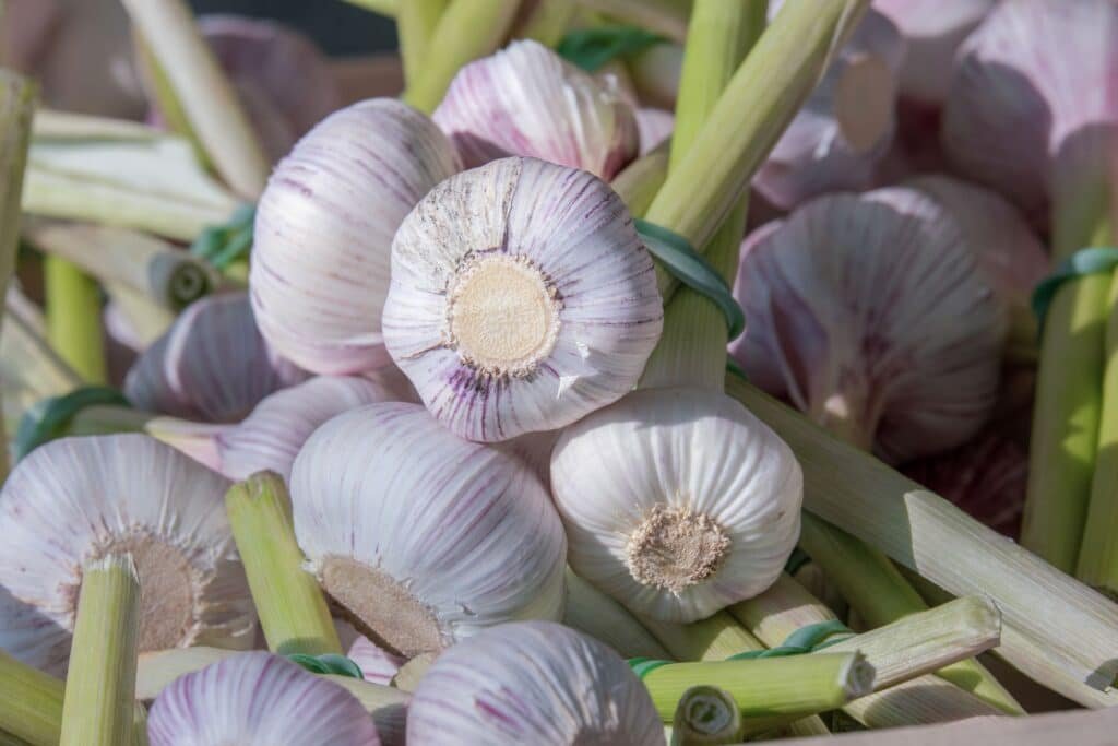 garlic companion plants