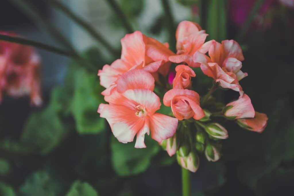 geranium companion plants