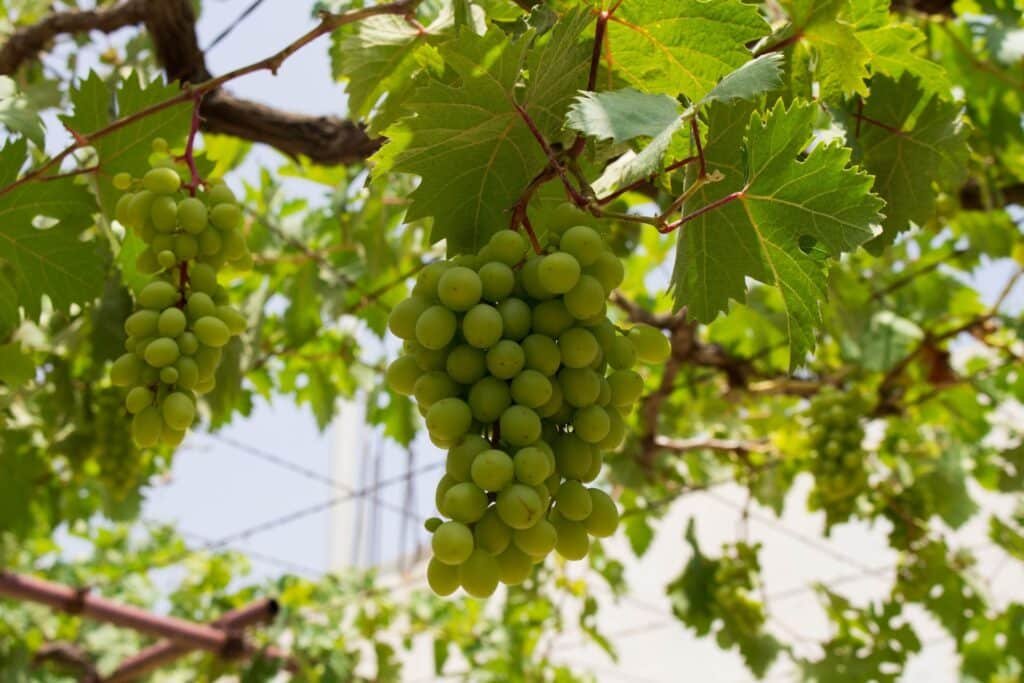grape companion plants