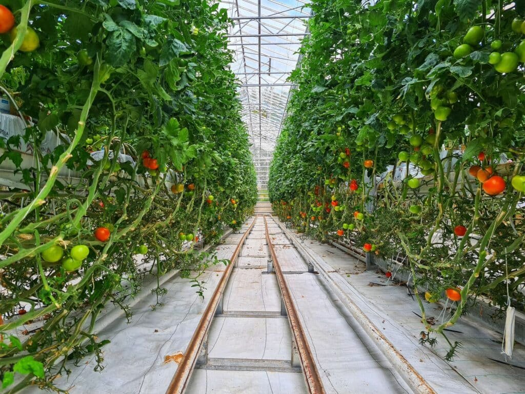greenhouse tomatoes