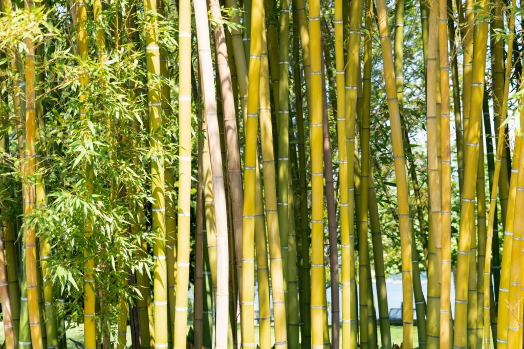 grow bamboo in pots