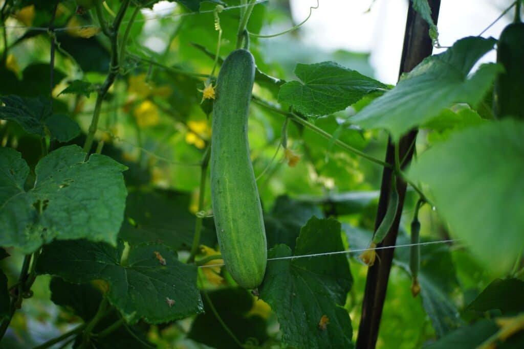 grow cucumbers in pots