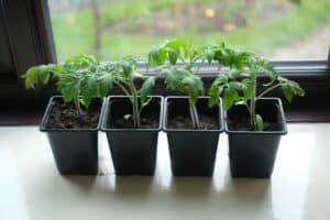 hardening off seedlings