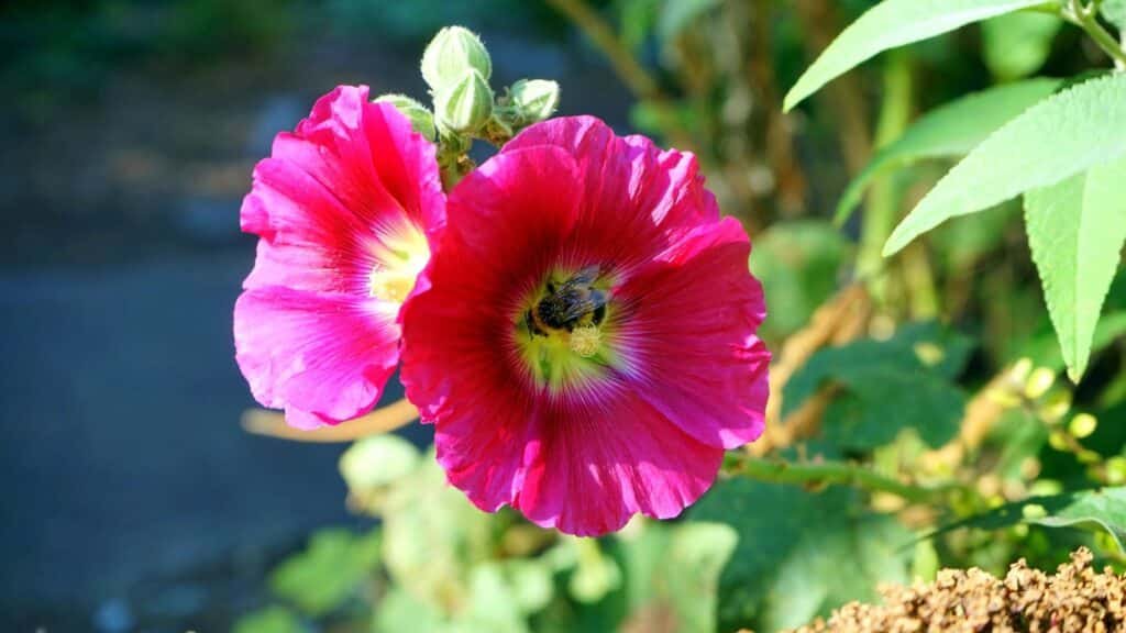 hollyhock companion plants