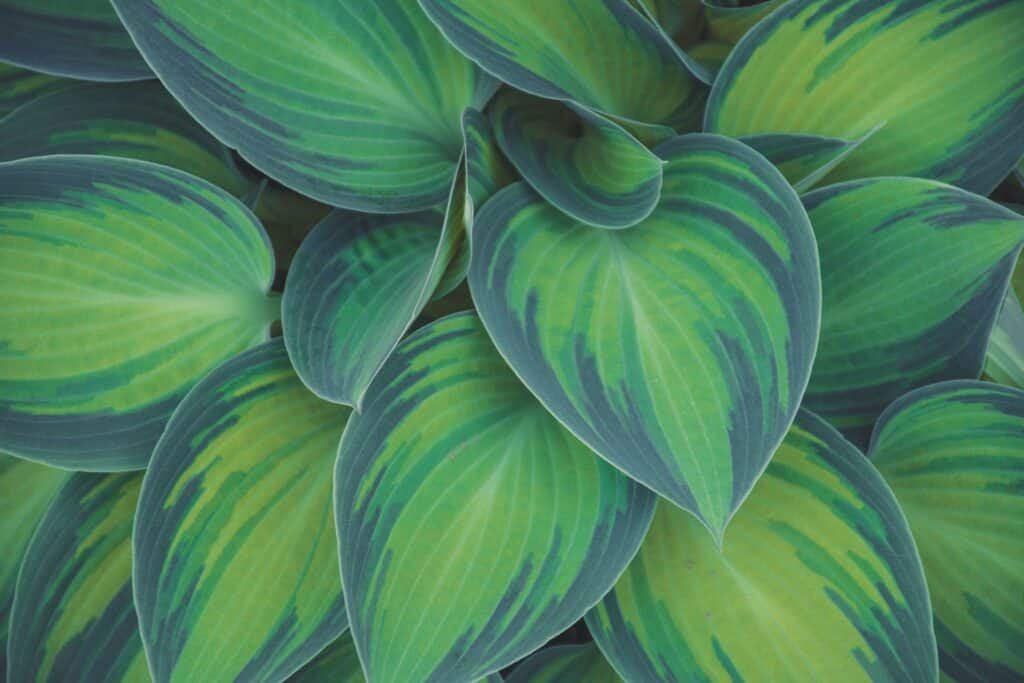 hosta companion plants