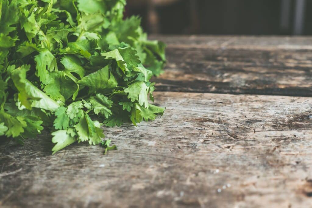 how to grow cilantro in pots