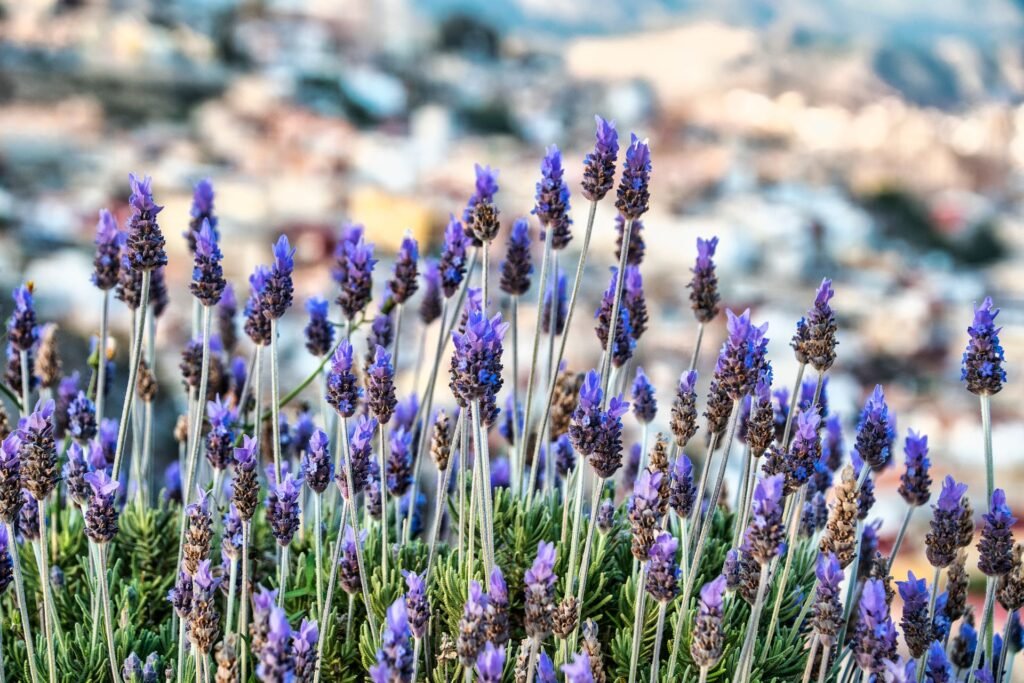 how to grow lavender in pots