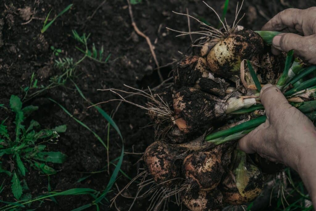 how to grow onions in pots