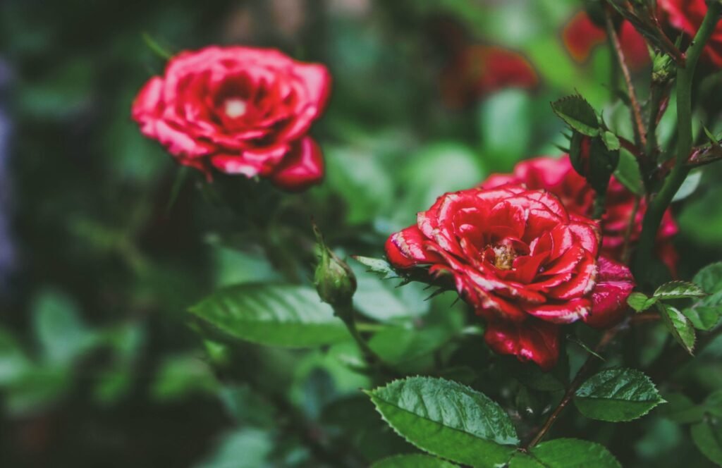 how to grow roses in pots