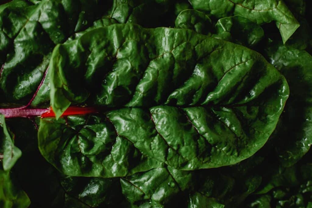 how to grow swiss chard in pots