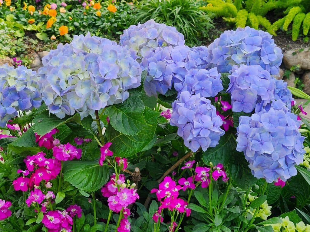 hydrangea companion plants