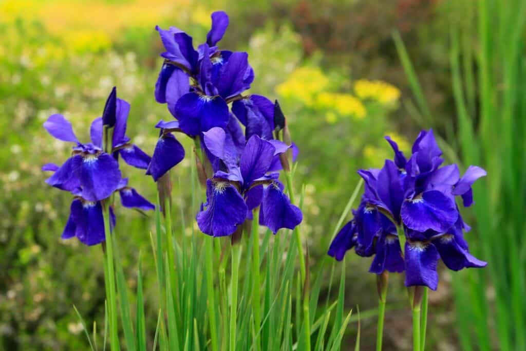 iris companion plants
