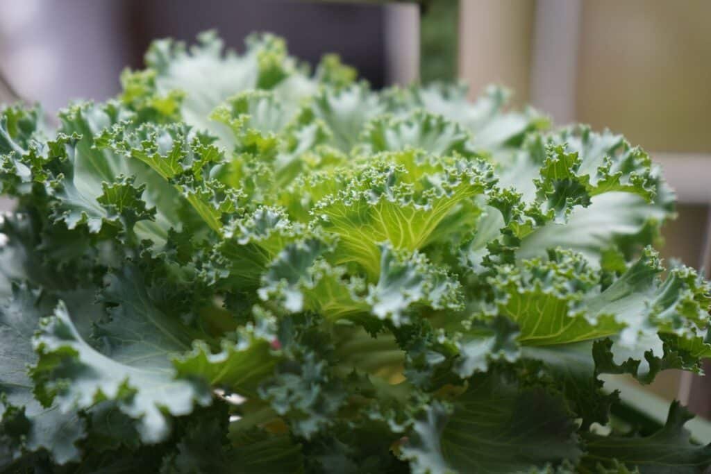 kale companion plants