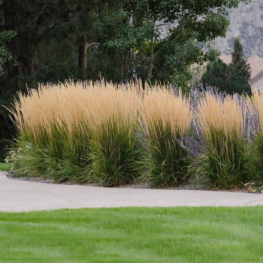 karl foerster grass companion plants