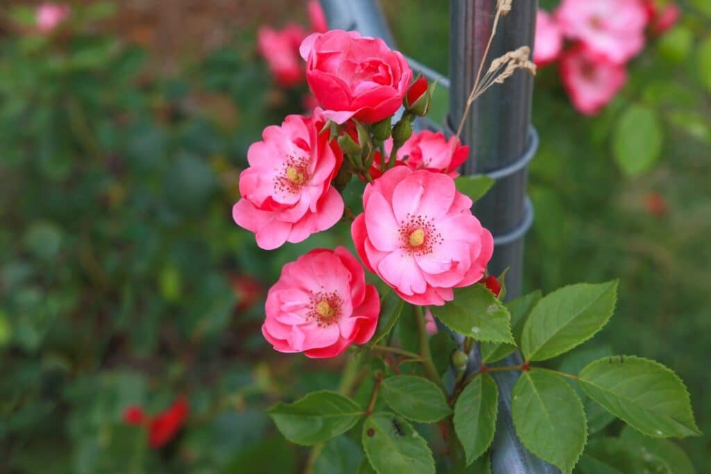 knockout roses companion plants