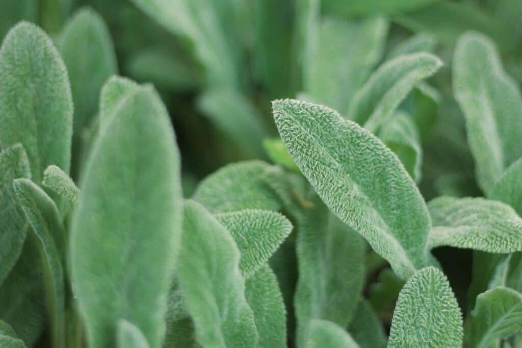 lambs ear companion plants