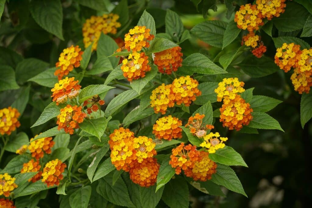 lantana companion plants