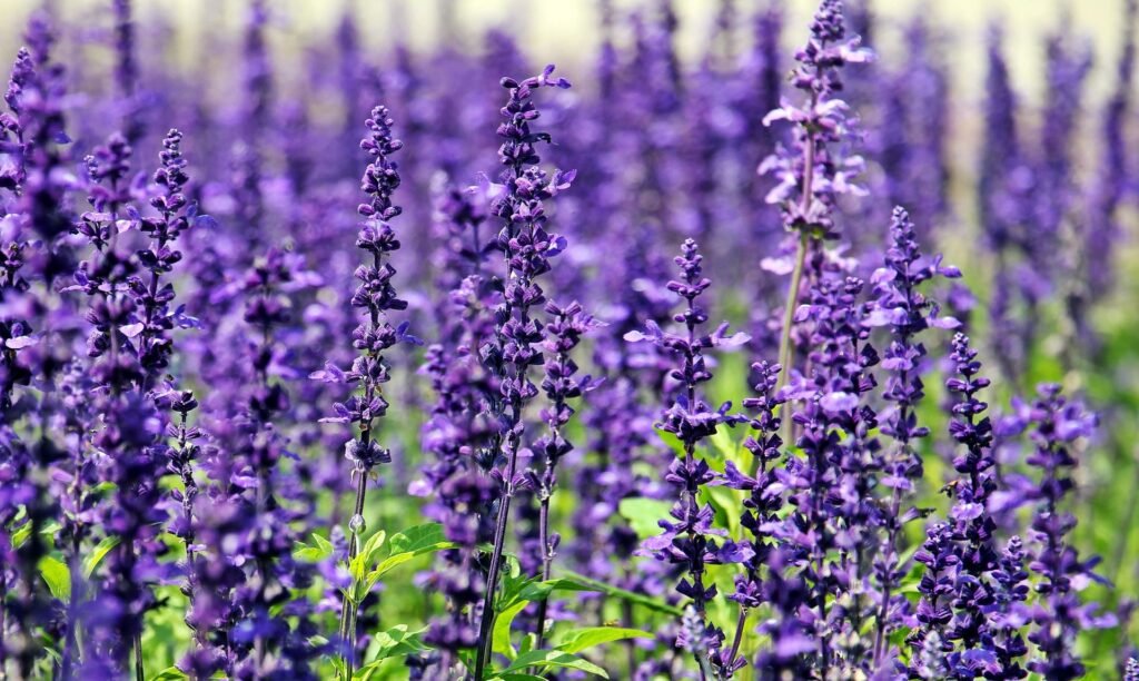 lavender companion plants