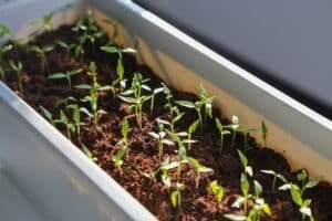 leggy seedlings