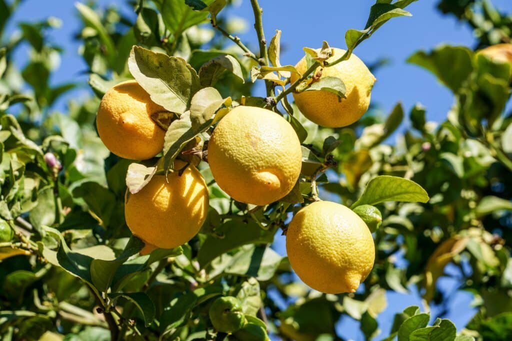 lemon tree companion plants