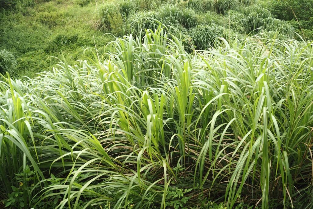 lemongrass companion plants