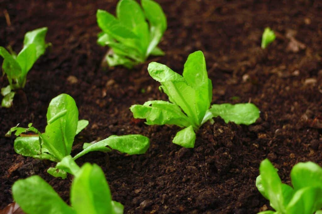 lettuce companion plants