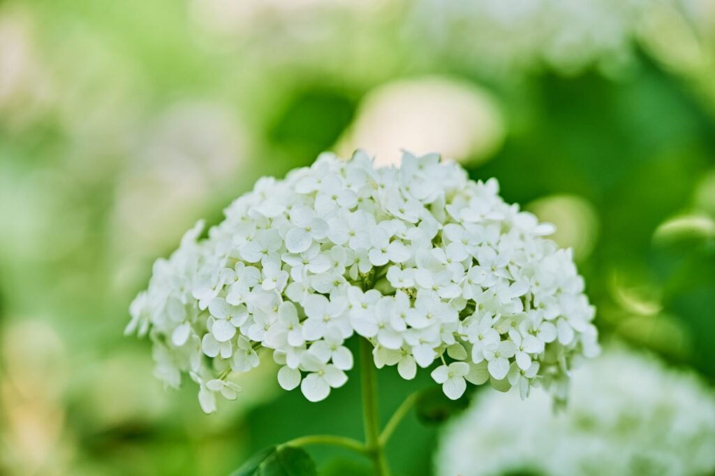 limelight hydrangea companion plants
