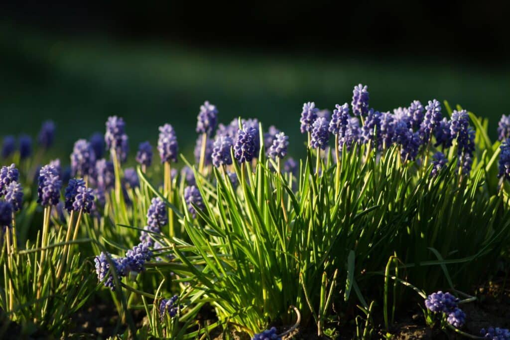 liriope companion plants