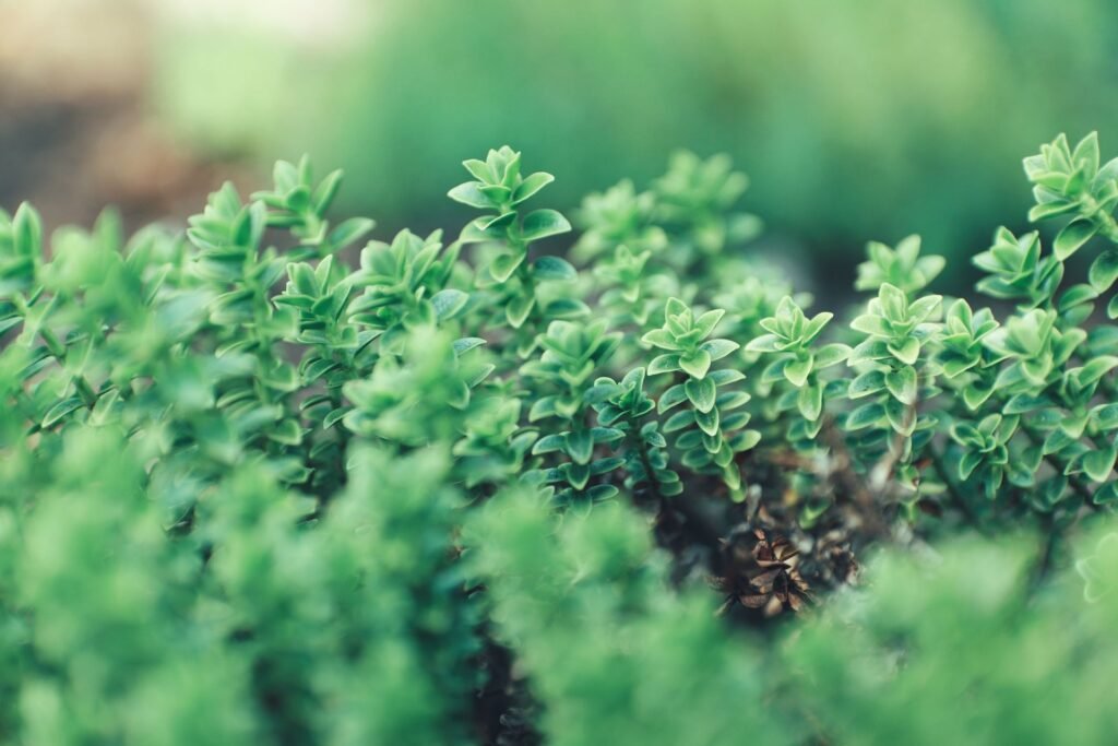marjoram companion plants