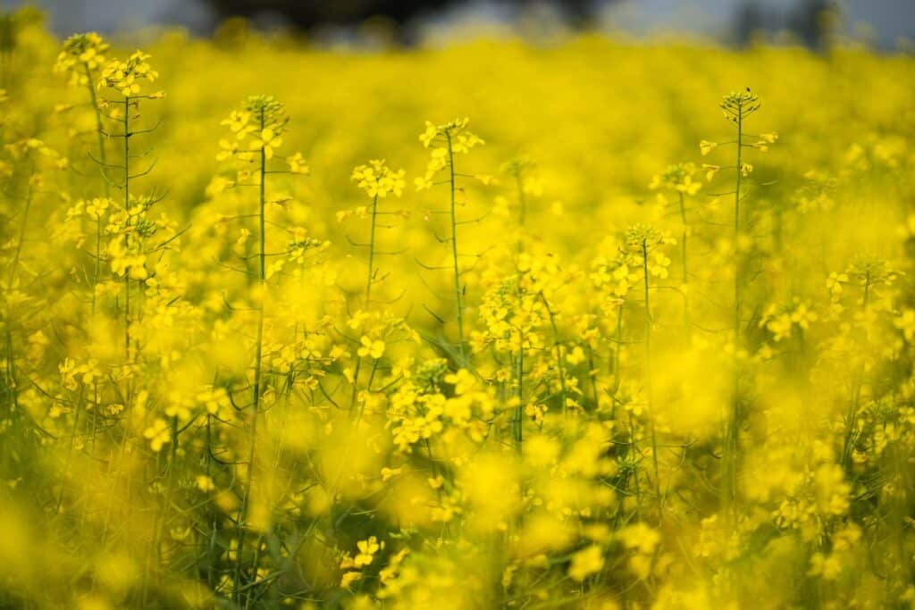 mustard companion plants