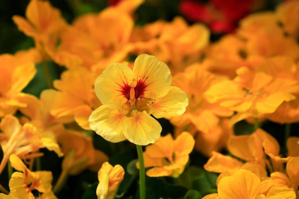 nasturtium companion plants