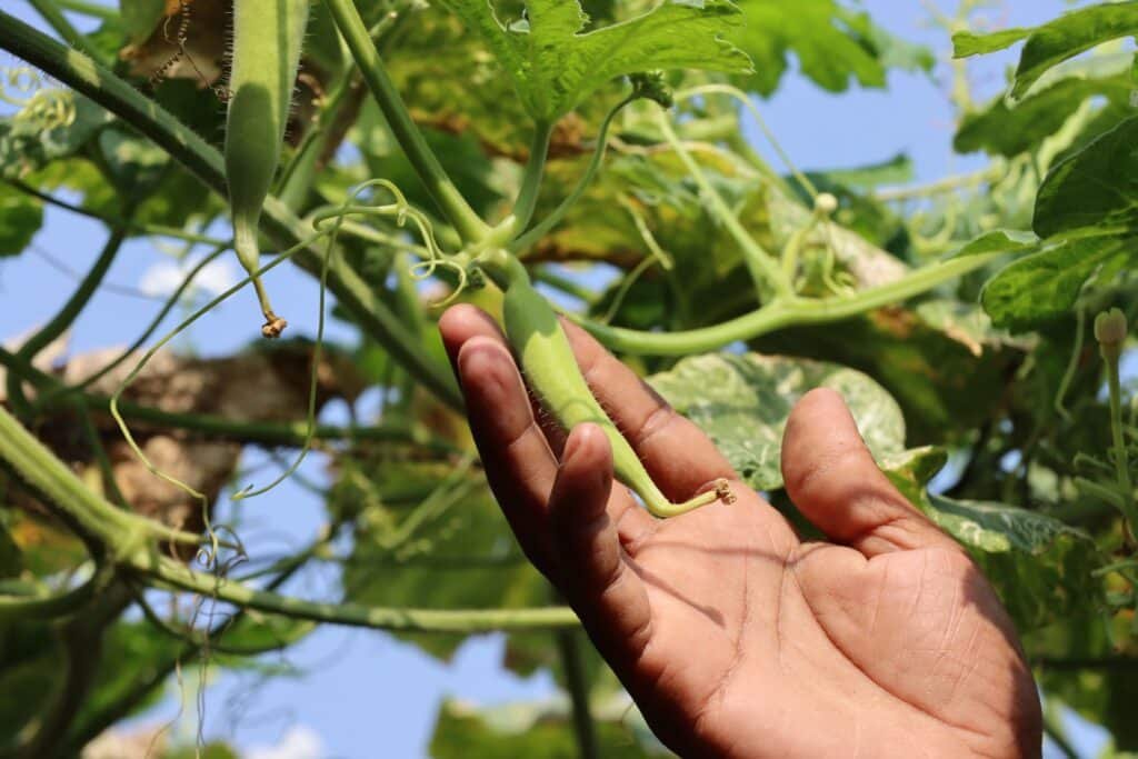 okra companion plants